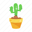 cacti, cactus pot, prickly plant, succulent, cactus plant