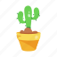 cacti, cactus pot, prickly plant, succulent, cactus plant 