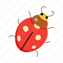 lady beetle, ladybug, bug, insect, coccinellidae