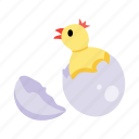 hatching, egg hatching, baby chicken, chick, bird