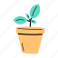 cactus pot, cactus, prickly plant, cactus plant, succulent 