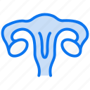 uterus, female, organ, ovary, gynecology, menstrual, menstruation, pregnancy, anatomy