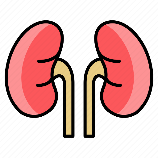 Kidneys, organ, anatomy, medical, kidney, human, health icon - Download on Iconfinder