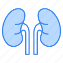 kidneys, organ, anatomy, medical, kidney, human, health, renal, urology