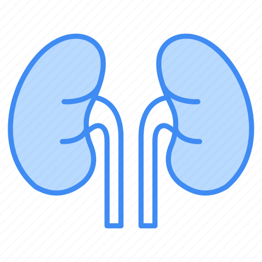Kidneys, organ, anatomy, medical, kidney, human, health icon - Download on Iconfinder