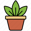 potted plant, plant, indoor-plant, ecology, ornamental-plant, decorative-plant, gardening, plant-pot, house-plant, leaf