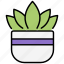 succulent, cactus, plant, nature, green, pot, natural, leaf, fresh 
