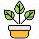 croton, plant, pot, indoor-plant, indoor-pot, croton-plant, nature, garden, botanical