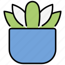 succulent, cactus, plant, nature, green, pot, natural, leaf, fresh