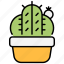 cactus, plant, nature, pot, desert, green, succulent, cactus-pot, garden 
