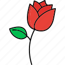 rose flower, flower, rose, nature, plant, garden, agriculture, valentines day, valentine