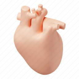 heart, cardio, cardiology, organ, anatomy 