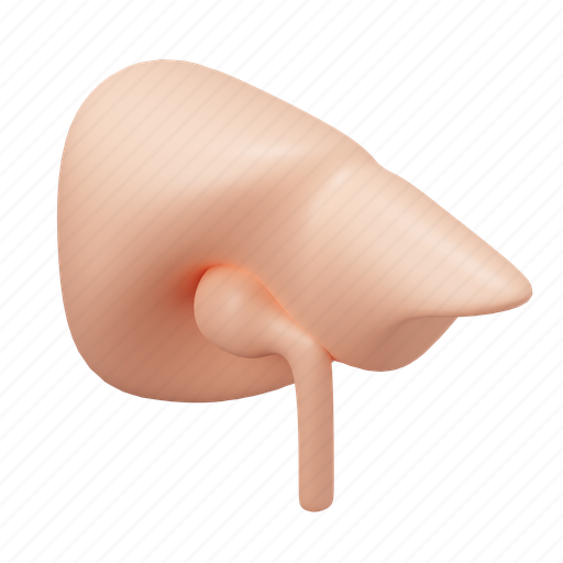 Liver, hepatology, hepatic, organ, anatomy 3D illustration - Download on Iconfinder