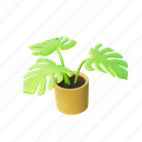 monstera, plant, pot, vegetation, tree, bonsai