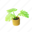 monstera, plant, pot, vegetation, tree, bonsai 