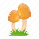 toadstool, mushroom, fungi, oyster mushroom, food