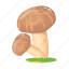 toadstool, mushroom, fungi, oyster mushroom, food 