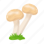 toadstool, mushroom, fungi, oyster mushroom, food 