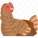 chicken, hen, bird, rooster, animal