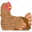 chicken, hen, bird, rooster, animal 