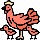 chicken, poultry, livestock, farm, domestic