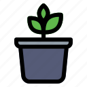pot, plant, gardening, agriculture, tree