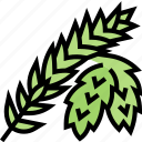 sitka, spruce, tree, botanical, alaska