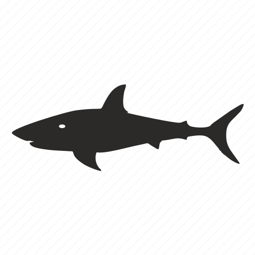 Adult, fish, killer, shark, tiger icon - Download on Iconfinder