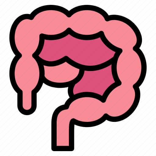 Bowel, digestion, colon, intestine, stomach icon - Download on Iconfinder