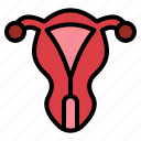 uterus, sex organ, female, organs, womb