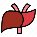body, organ, anatomy, heart, liver