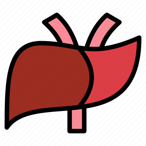 Body, organ, anatomy, heart, liver icon - Download on Iconfinder