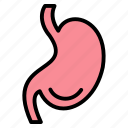 bowel, digestion, stomach icon, stomach, intestines