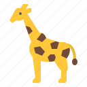 animal, giraffe, life, wild, zoo