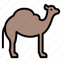 animal, camel, life, wild, zoo