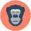 animal, baboon, gorilla, macaque, monkey 