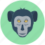 animal, baboon, macaque, monkey, monkey face 