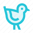 animal, bird, fly, nature, twitter