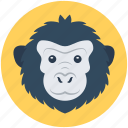 animal, baboon, macaque, monkey, monkey face