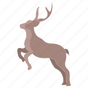 deer