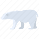 polar, bear 