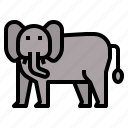 elephant, animal, animals, wildlife, zoo, wild, mammal