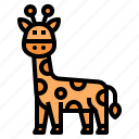 giraffe, animal, animals, wildlife, zoo, wild, mammal