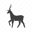deer, animal, animals, christmas, pet, wild, reindeer, zoo, herbivore
