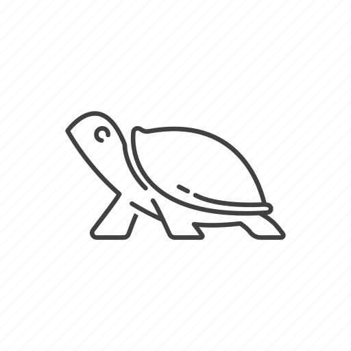 Turtle, tortoise, animal, nature, reptile, pet, zoo icon - Download on Iconfinder