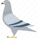 bird, columbidae, dove, pigeon, pigeon face