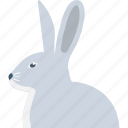 animal, bunny, cony, hare, rabbit