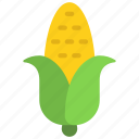 corn, cob, cornfield, food, fruit