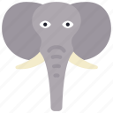 elephant, animal, kingdom, mammal, zoo