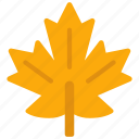 maple, leaf, canada, tree, leaves